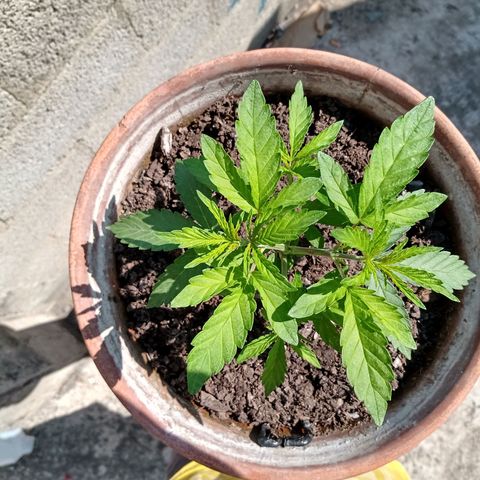 MK 1 growlog timeline photo
