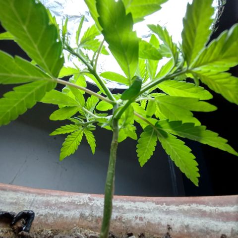 MK 1 growlog photo: 5:33 indor