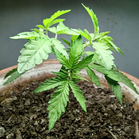 MK 1 growlog photo: 5:33 indor