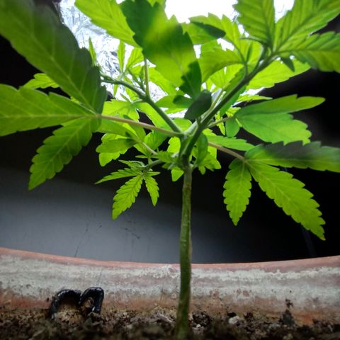 MK 1 growlog photo: Para dormir 12:00am
