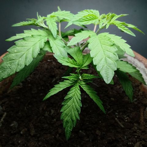 MK 1 growlog photo: Para dormir 12:00am