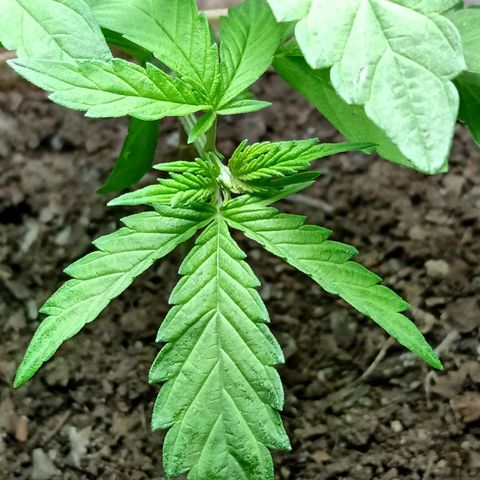 MK 1 growlog photo: Para dormir 12:00am