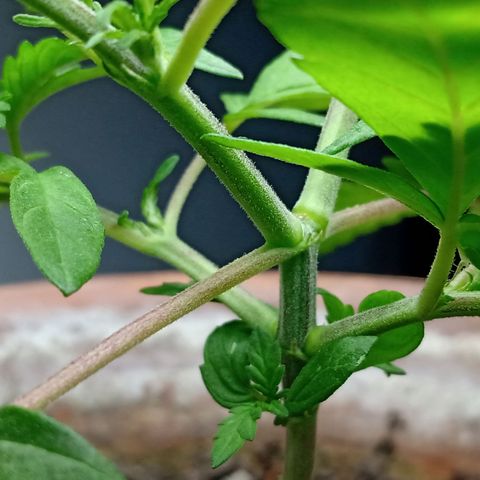 MK 1 growlog photo: Para dormir 12:00am