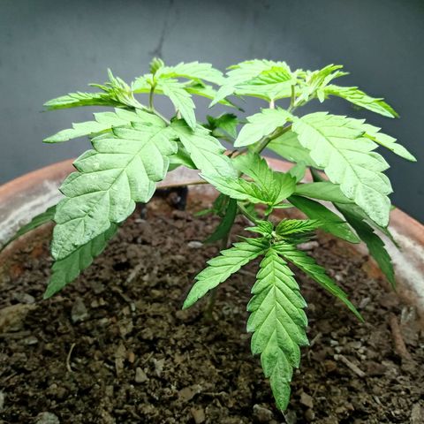 MK 1 growlog photo: Para dormir 12:00am