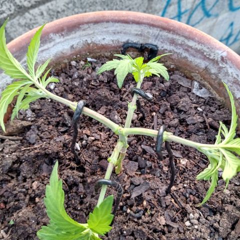 MK 1 growlog photo: 7:20 a.m. por agresiva