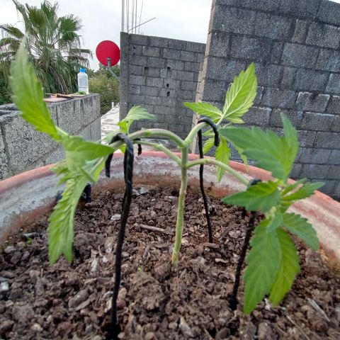 MK 1 growlog photo: 7:20 a.m. por agresiva