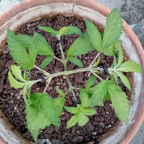 MK 1 growlog photo: 7:20 a.m. por agresiva
