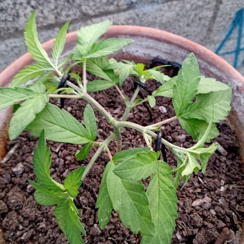 MK 1 growlog photo: 7:20 a.m. por agresiva