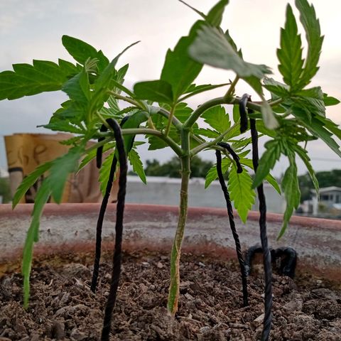 MK 1 growlog photo: 7:20 a.m. por agresiva