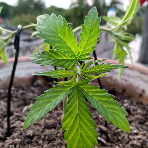 MK 1 growlog photo: 7:20 a.m. por agresiva