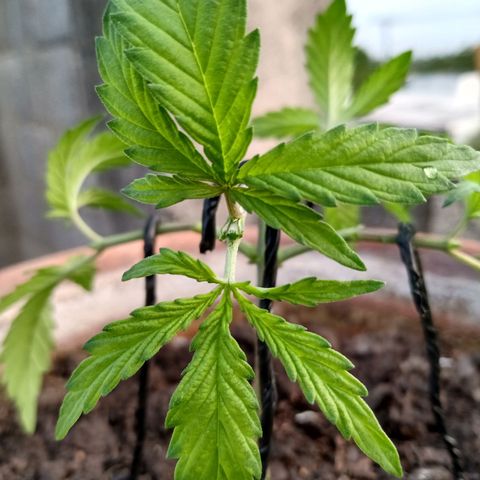 MK 1 growlog photo: Ya con 4 podas apicales