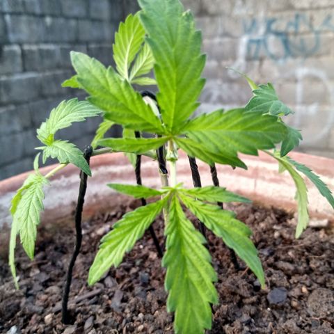 MK 1 growlog photo: Ya con 4 podas apicales
