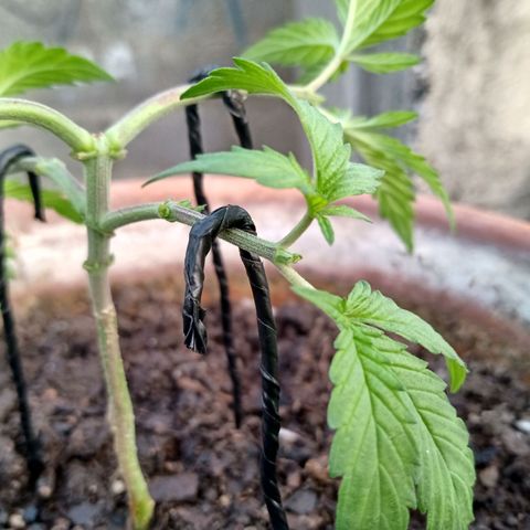 MK 1 growlog photo: Ya con 4 podas apicales