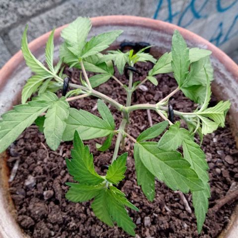 MK 1 growlog photo: 7:20 a.m. por agresiva
