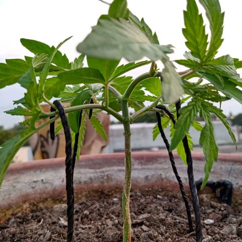 MK 1 growlog photo: 7:20 a.m. por agresiva