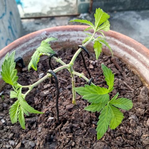 MK 1 growlog photo: Ya con 4 podas apicales
