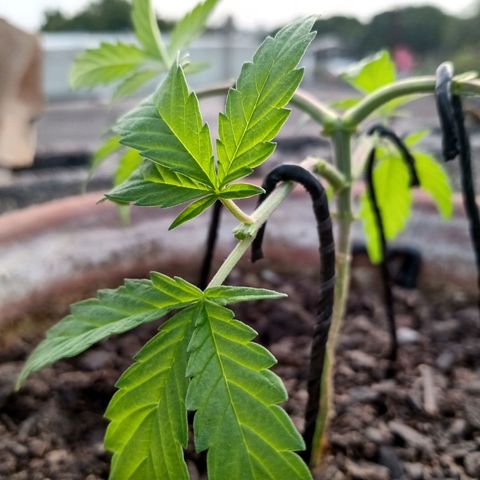 MK 1 growlog photo: Ya con 4 podas apicales