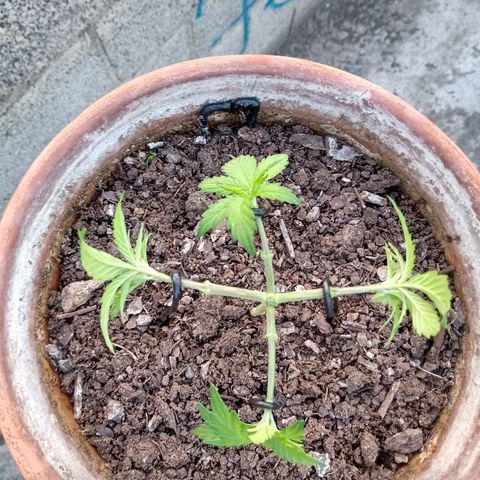 MK 1 growlog photo: 7:20 a.m. por agresiva
