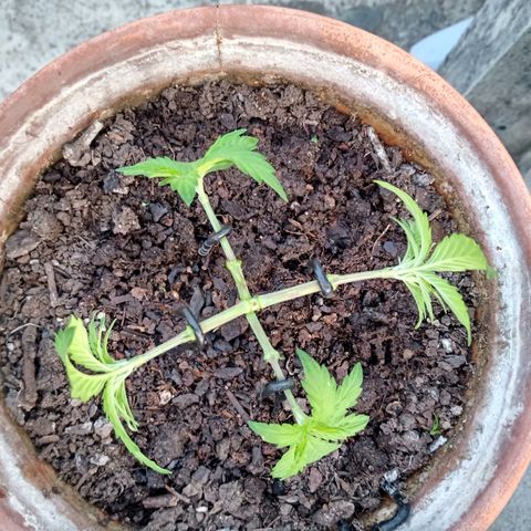 MK 1 growlog photo: 7:20 a.m. por agresiva