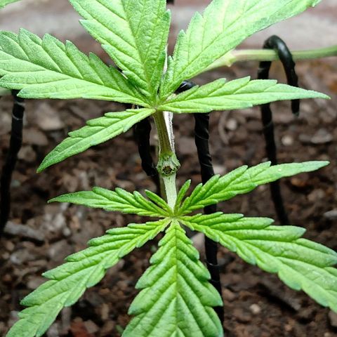 MK 1 growlog photo: 4:20 indor