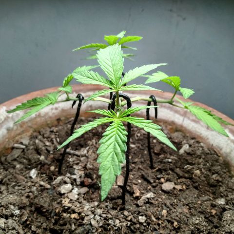 MK 1 growlog photo: 4:20 indor
