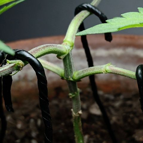 MK 1 growlog photo: 4:20 indor