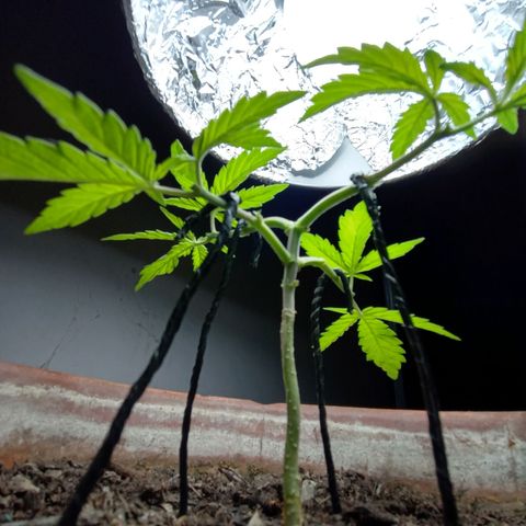 MK 1 growlog photo: 4:20 indor