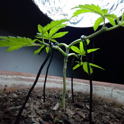MK 1 growlog photo: 4:20 indor