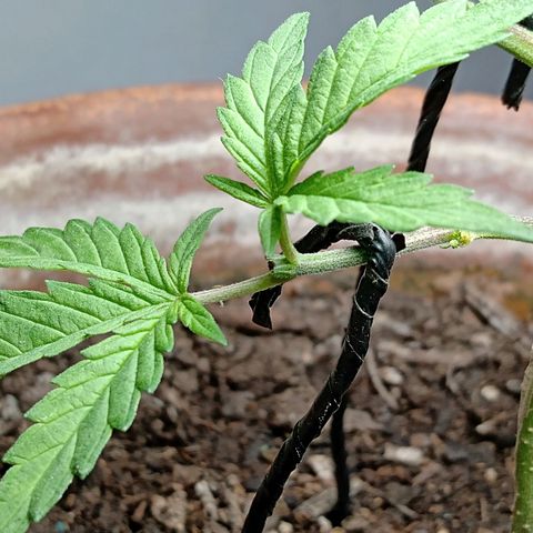 MK 1 growlog photo: 4:20 indor