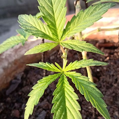 MK 1 growlog photo: 7:48 am