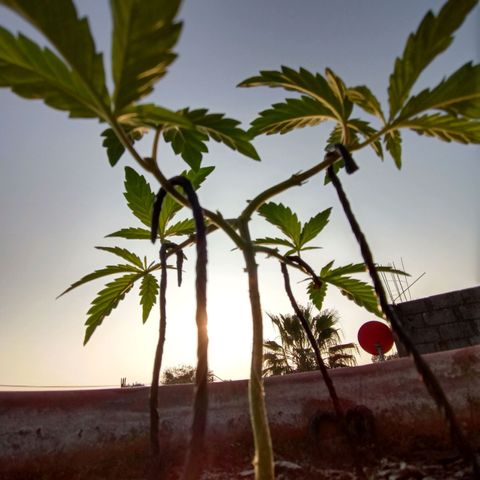 MK 1 growlog photo: 7:48 am