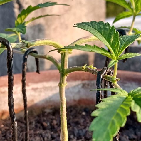 MK 1 growlog photo: 7:48 am
