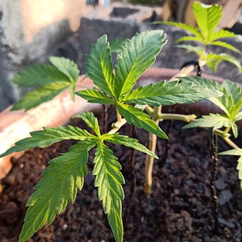 MK 1 growlog photo: 7:48 am