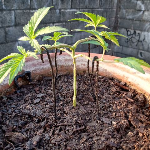 MK 1 growlog photo: 7:48 am