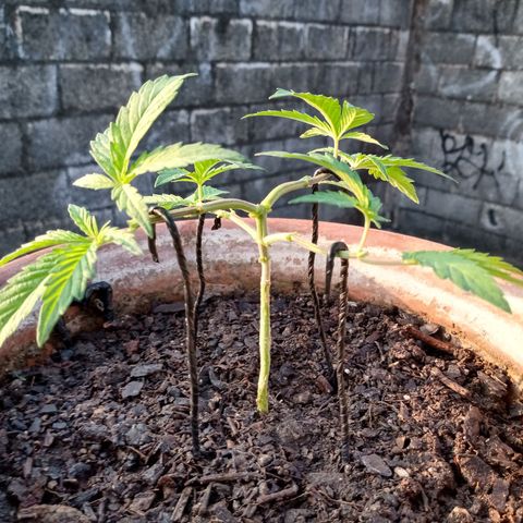 MK 1 growlog photo: 7:48 am
