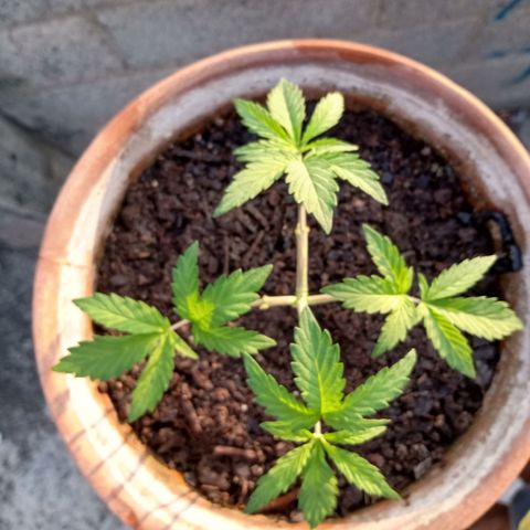 MK 1 growlog photo: 7:48 am