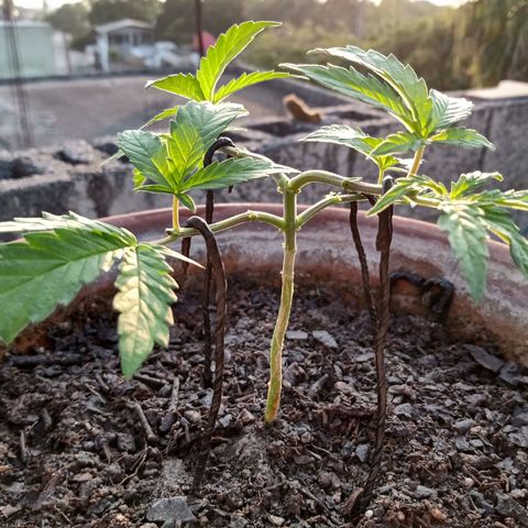 MK 1 growlog photo: 7:48 am