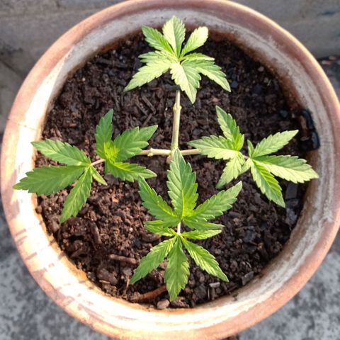 MK 1 growlog timeline photo