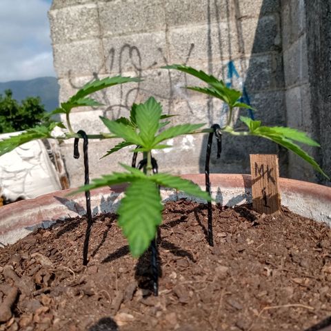 MK 1 growlog timeline photo