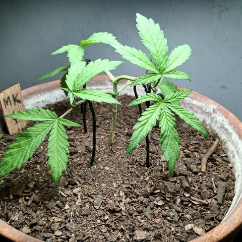 MK 1 growlog photo: 6:00 pm indor