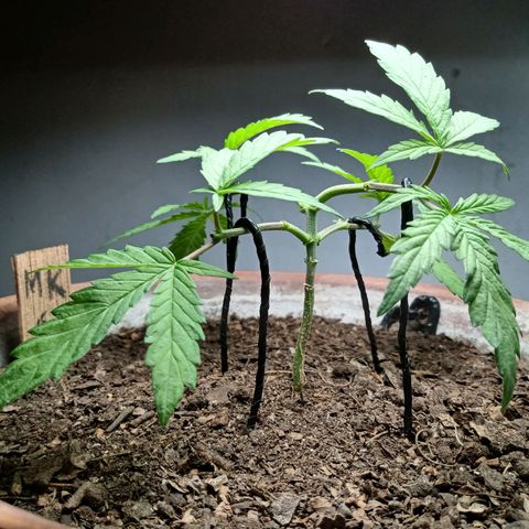 MK 1 growlog photo: 6:00 pm indor