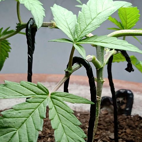 MK 1 growlog photo: 6:00 pm indor