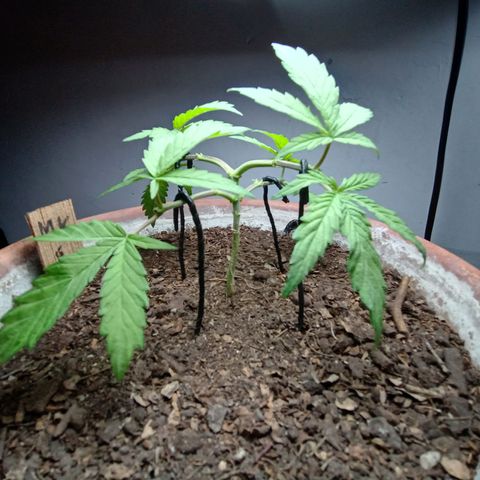 MK 1 growlog photo: 6:00 pm indor