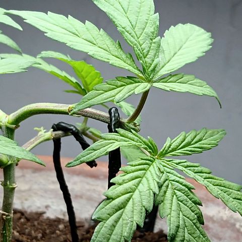 MK 1 growlog photo: 6:00 pm indor