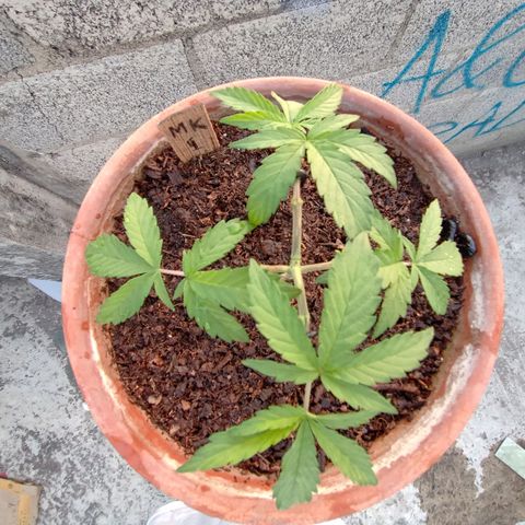 MK 1 growlog photo: 7:00 AM 