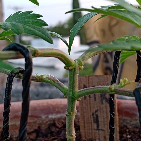 MK 1 growlog photo: 7:00 AM 