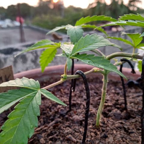 MK 1 growlog photo: 7:00 AM 