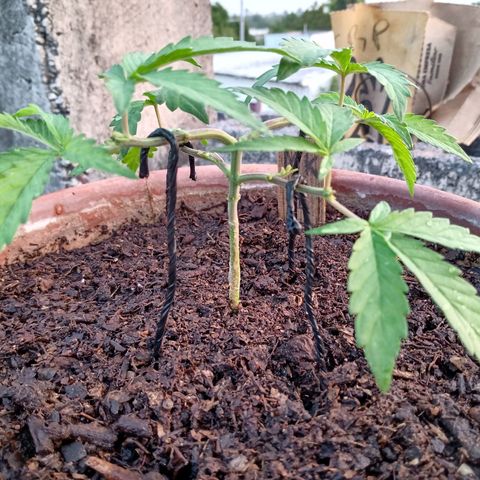 MK 1 growlog photo: 7:00 AM 