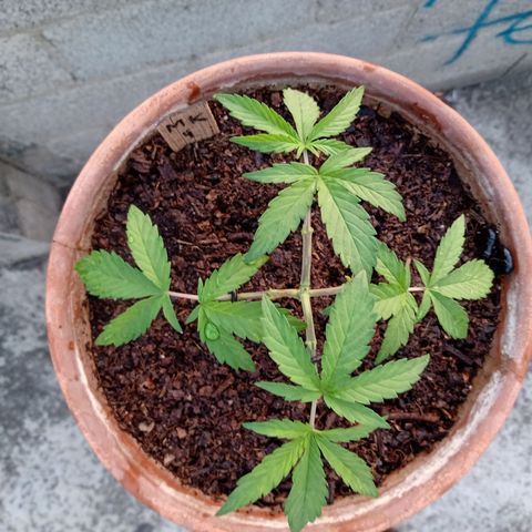 MK 1 growlog photo: 7:00 AM 