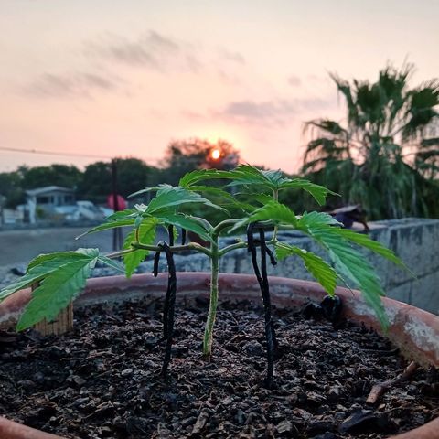 MK 1 growlog photo: 7:00 AM 